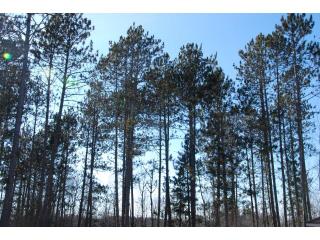 68144 Beaver Tail Rd, Partridge, MN 55704-4174