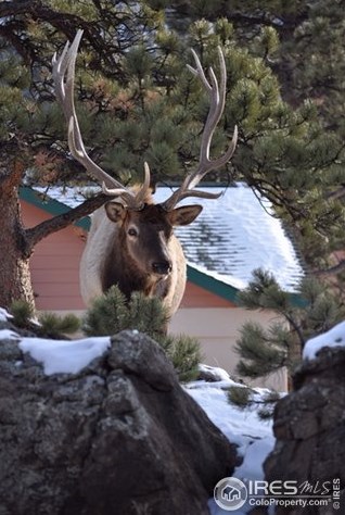 315 Big Horn Dr, Estes Park CO 80517-9004 exterior