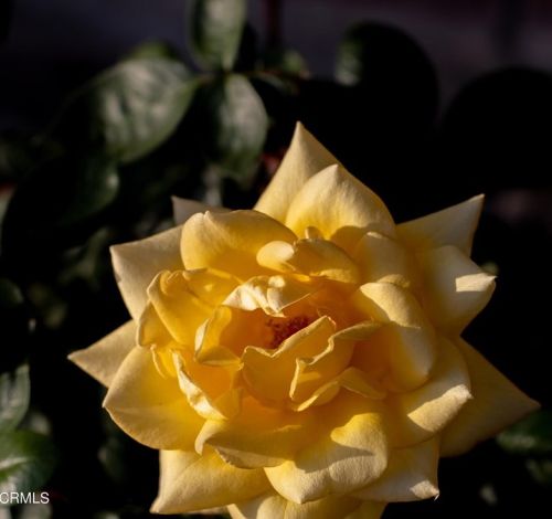 5028 Ramsdell Ave, Glendale CA 91214-1962 exterior