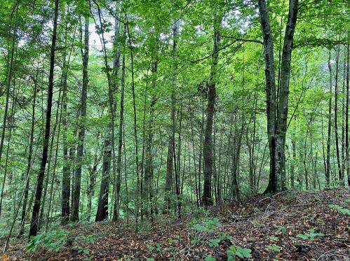3994 Gates Chapel Rd, Ellijay, GA 30540-0206