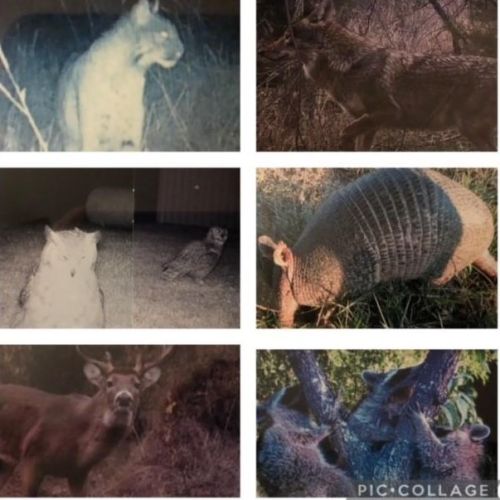 1256 Kentucky Town Rd, Whitewright TX 75491-3502 exterior