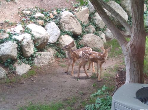 11925 Brookglen Dr, Sandy UT 84092-7149 exterior