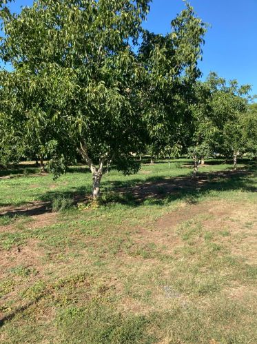2686 Larkin Rd, Gridley, CA 95948-9493
