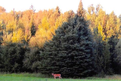 4004 Range Line Rd, Orr, MN