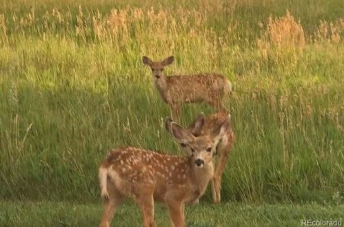 6275 Ponderosa Way, Parker CO 80134-5522 exterior