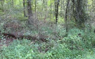 20 Tickanetley Rd, Ellijay, GA 30536-6419