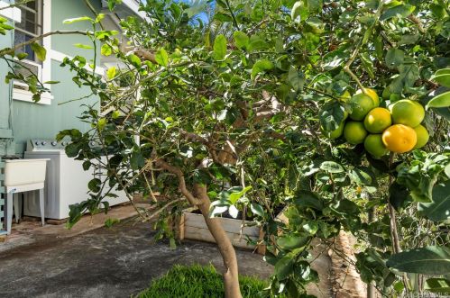 3633 Maunalei Ave, Honolulu HI  96816-2322 exterior