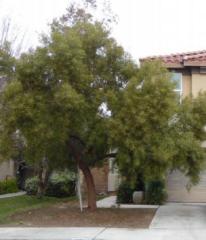 16240 Los Coyotes St, Fontana, CA 92336-5656