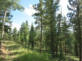 166 Blue Spruce Dr, Pine, CO 80470-9686