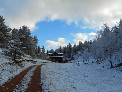 437 Trout Creek Dr, Divide, CO 80814-8117