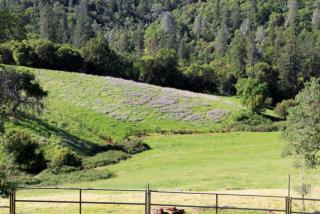 7775 Mcranch Rd, Auburn, CA 95602-7818