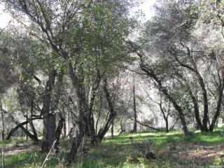 143 Virginia St, Auburn, CA 95603-5362