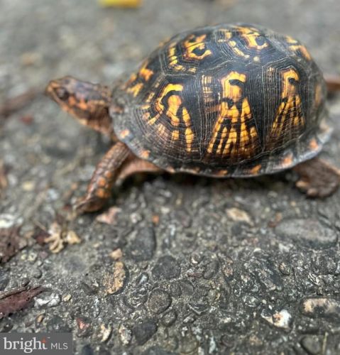 2016 Derby Ridge Ln, Silver Spring MD 20910 exterior