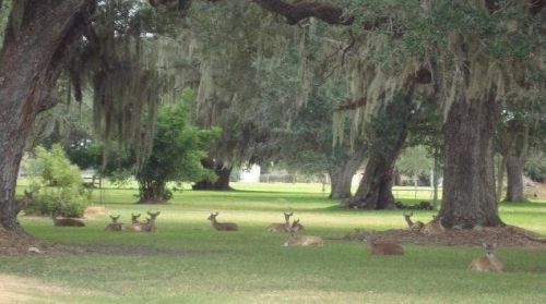 526 Angus Trl, Angleton TX 77515-9833 exterior