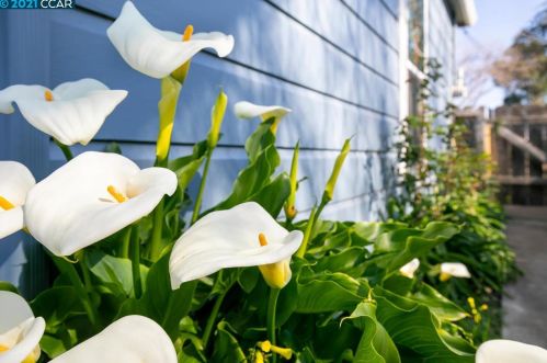 1829 Noemi Dr, Concord CA  94519-1445 exterior