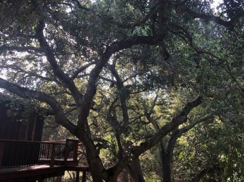 13015 Robleda Rd, Los Altos CA  94022-3421 exterior