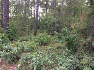 128 Haddington Way, Aiken, SC 29803-8032