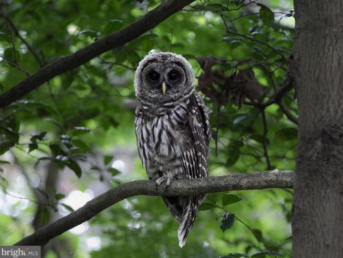 103 Cv Vw Trl, Severna Park MD 21146-4614 exterior