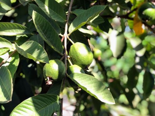 1602 Raymar St, Santa Ana CA 92703-4619 exterior