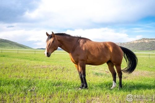 6085 Spring Glade Rd, Loveland CO  80538-1000 exterior