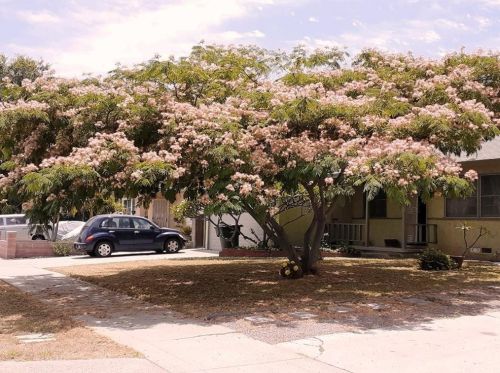 221 Chinchilla St, La Habra, CA 90631-5328