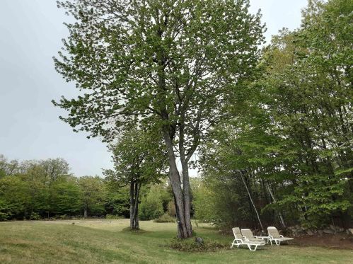 101 Plantation Dr, Wakefield, NH 03872-4011