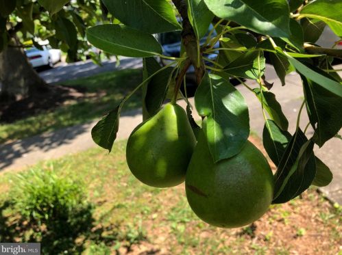 1414 Elm Grv Cir, Silver Spring MD 20905-6060 exterior