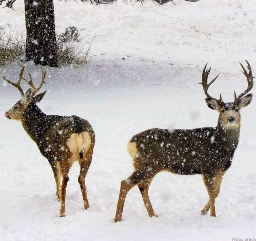 8372 Ponderosa Dr, Parker CO 80138-8231 exterior