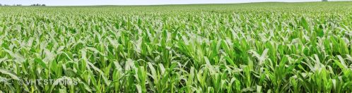 15354 Plank Rd, Sycamore IL  60178-8743 exterior