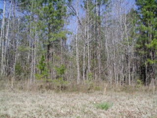 527 Lacebark Dr, Athens, GA 30605-5751