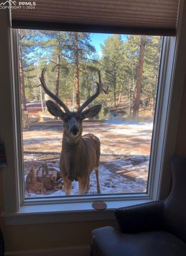 84 Pne Ln, Woodland Park CO 80863-9535 exterior