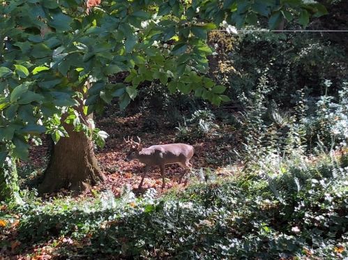 3255 Jett Fry Ct, Atlanta GA  exterior