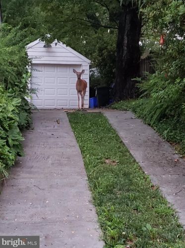 903 Robin Rd, Silver Spring MD  20901-1872 exterior