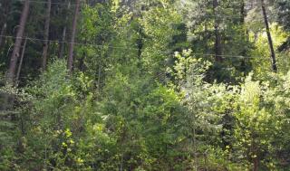 3236 Hansel Ln, Peshastin, WA 98847-9420