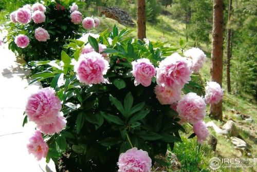 6138 Sunshine Canyon Dr, Boulder CO  80302-9719 exterior