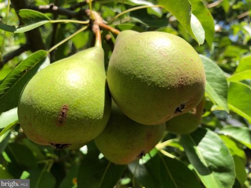 1414 Elm Grv Cir, Silver Spring MD 20905-6060 exterior