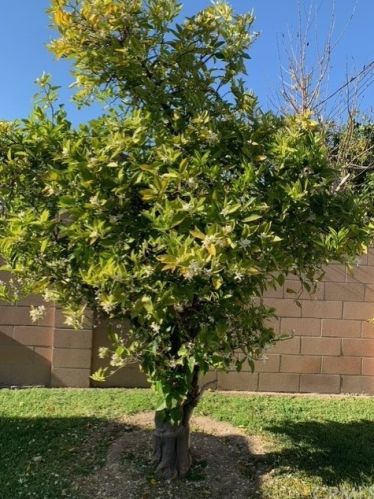 228 Merrimac Dr, Anaheim CA  92807-2754 exterior