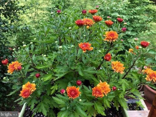 7635 Dunston St, Springfield VA  22151-2611 exterior