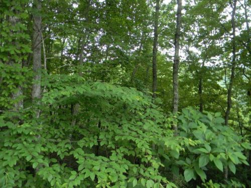 4 Dillard St, Sylva, NC 28779-2819