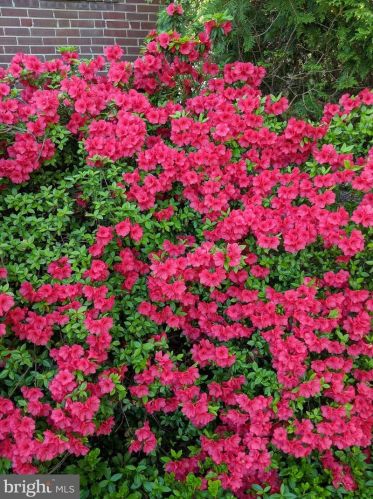 10006 Markham St, Silver Spring MD 20901-2233 exterior