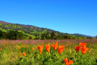 8304 Quail Canyon Rd, Vacaville, CA 95688-9798