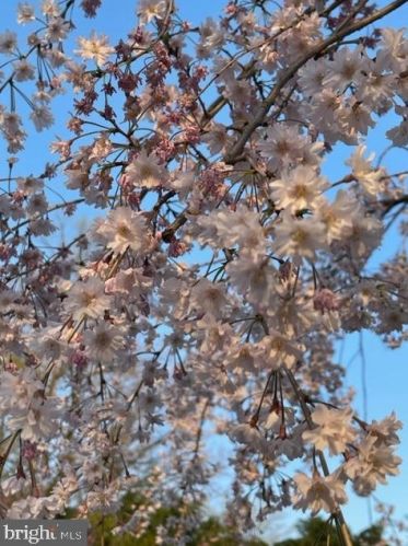 7635 Dunston St, Springfield VA  22151-2611 exterior