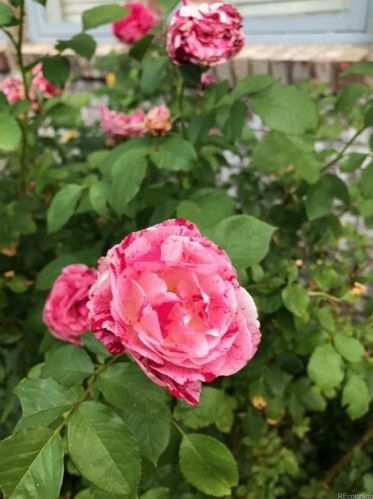 16438 Crestline Pl, Aurora CO 80015-4049 exterior