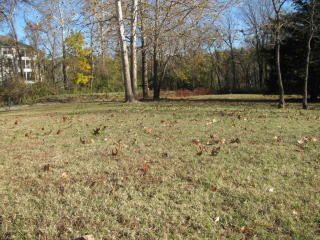 163 Sherwood Dr, Branson, MO 65616-3413