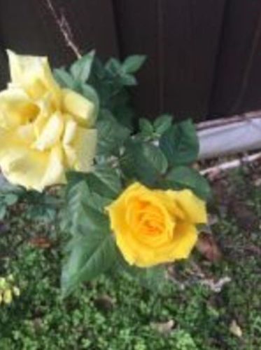 6009 Yolanda Dr, Fort Worth TX 76112-4417 exterior