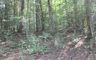 19 Tickanetley Rd, Ellijay, GA 30536-0064