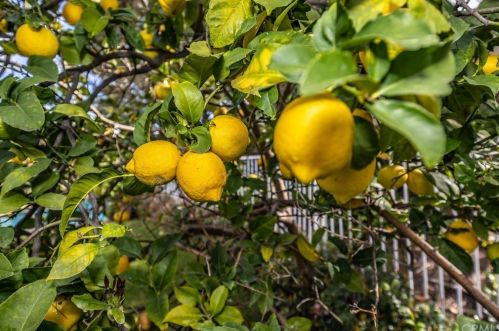 1098 Rexford Ln, Anaheim CA  92808-2333 exterior