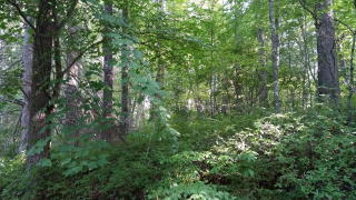 22 Woods Mountain Trl, Cullowhee, NC 28723