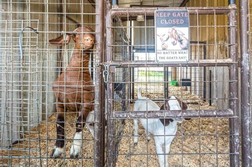 1016 Chateau Wood Pkwy Dr, Conroe TX  77385-9771 exterior