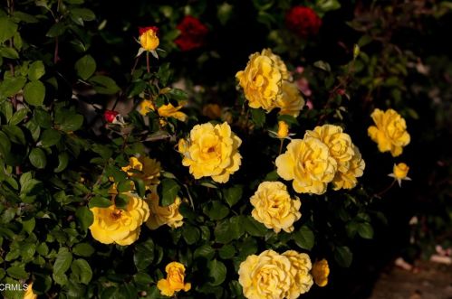 5028 Ramsdell Ave, Glendale CA 91214-1962 exterior